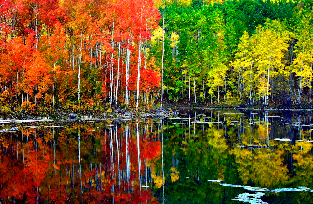 bright orange-leaved tress and green leaf trees in front of a lake
