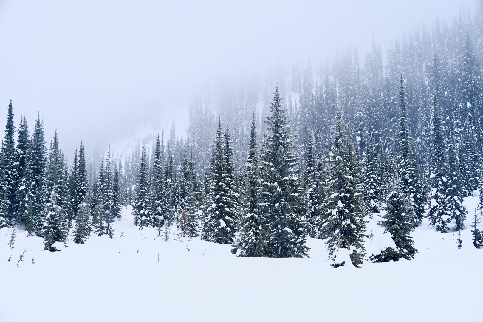Snowy forest.
