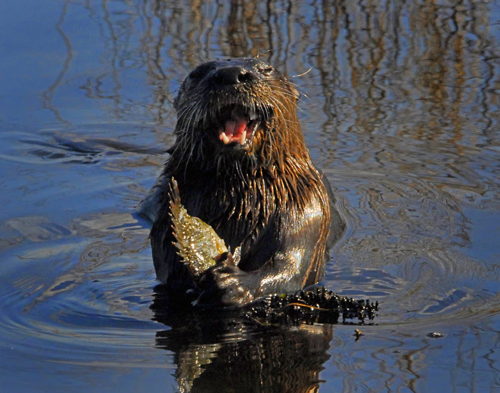otter with mouth open in water