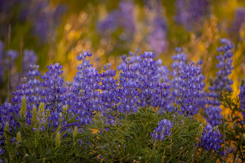 Flowers Beaverhead NF FS