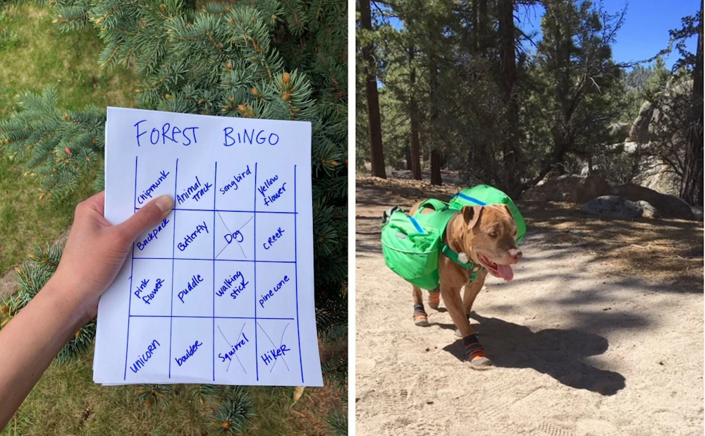 Forest bingo