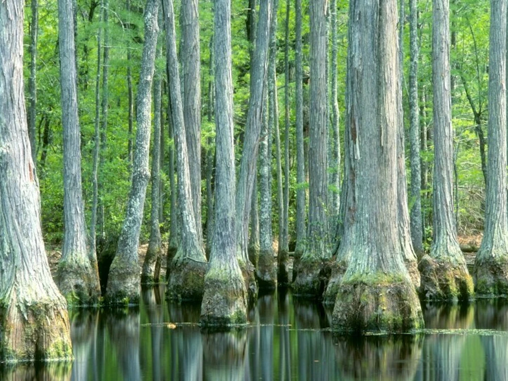 Francis Marion NF Credit USFS 1