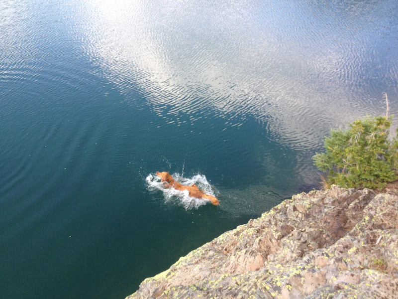 Dog jumping into a lake.