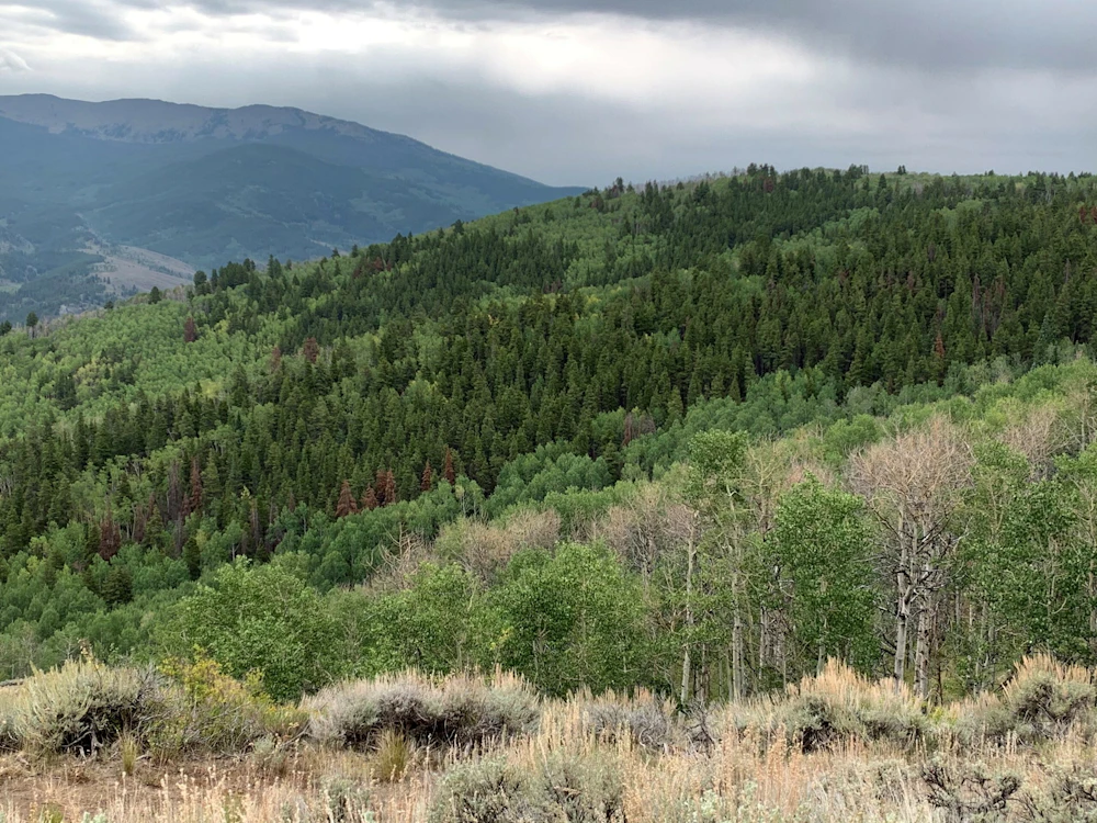 Minute Key to plant 1 million trees in National Forests — National ...