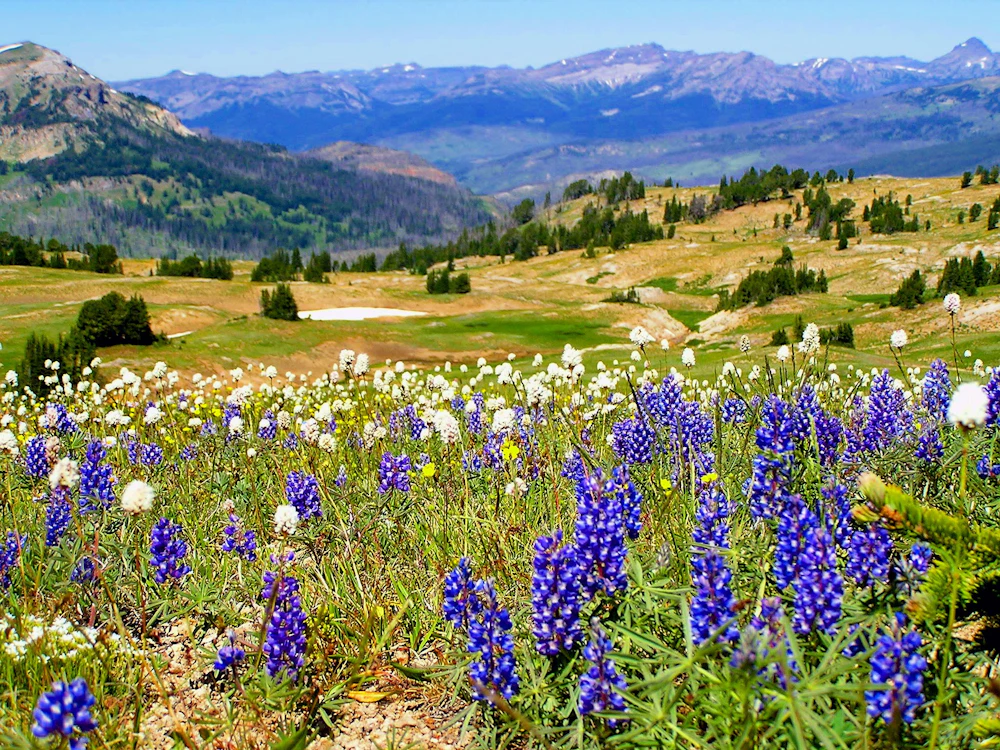 purple wildflowers in a meadow above mountains