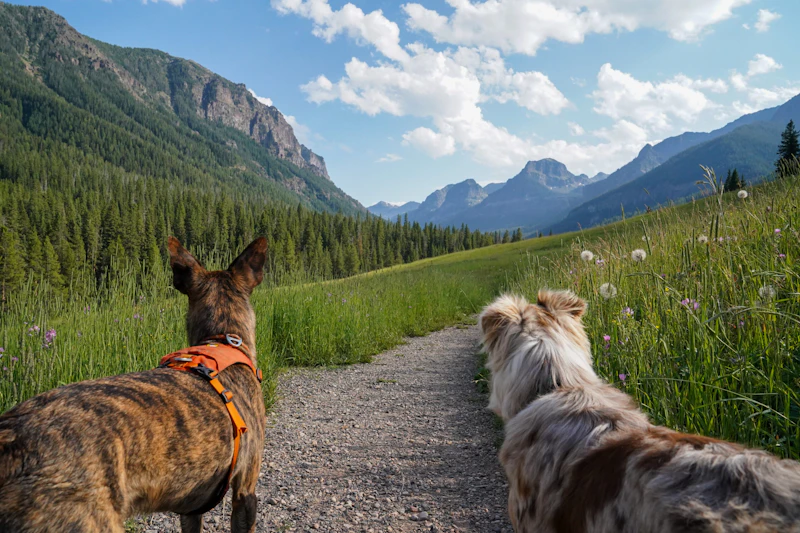 Two dogs hike a mountain trail.