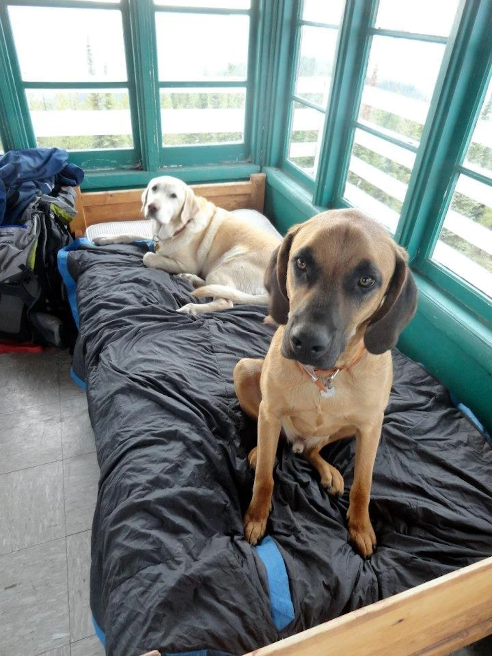 Gem-Peak-Lookout-Dogs-1