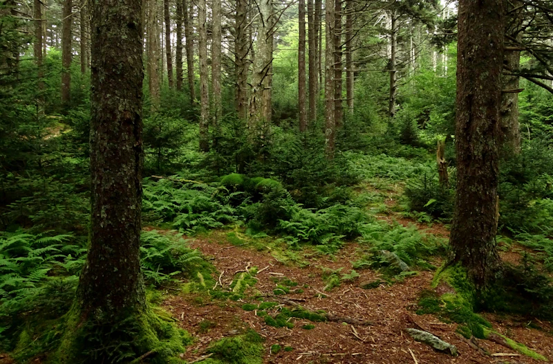Dense green forest.