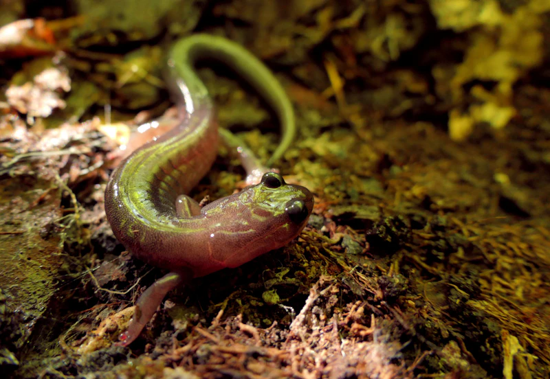 Salamander.