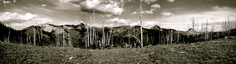 Ghost-Forest