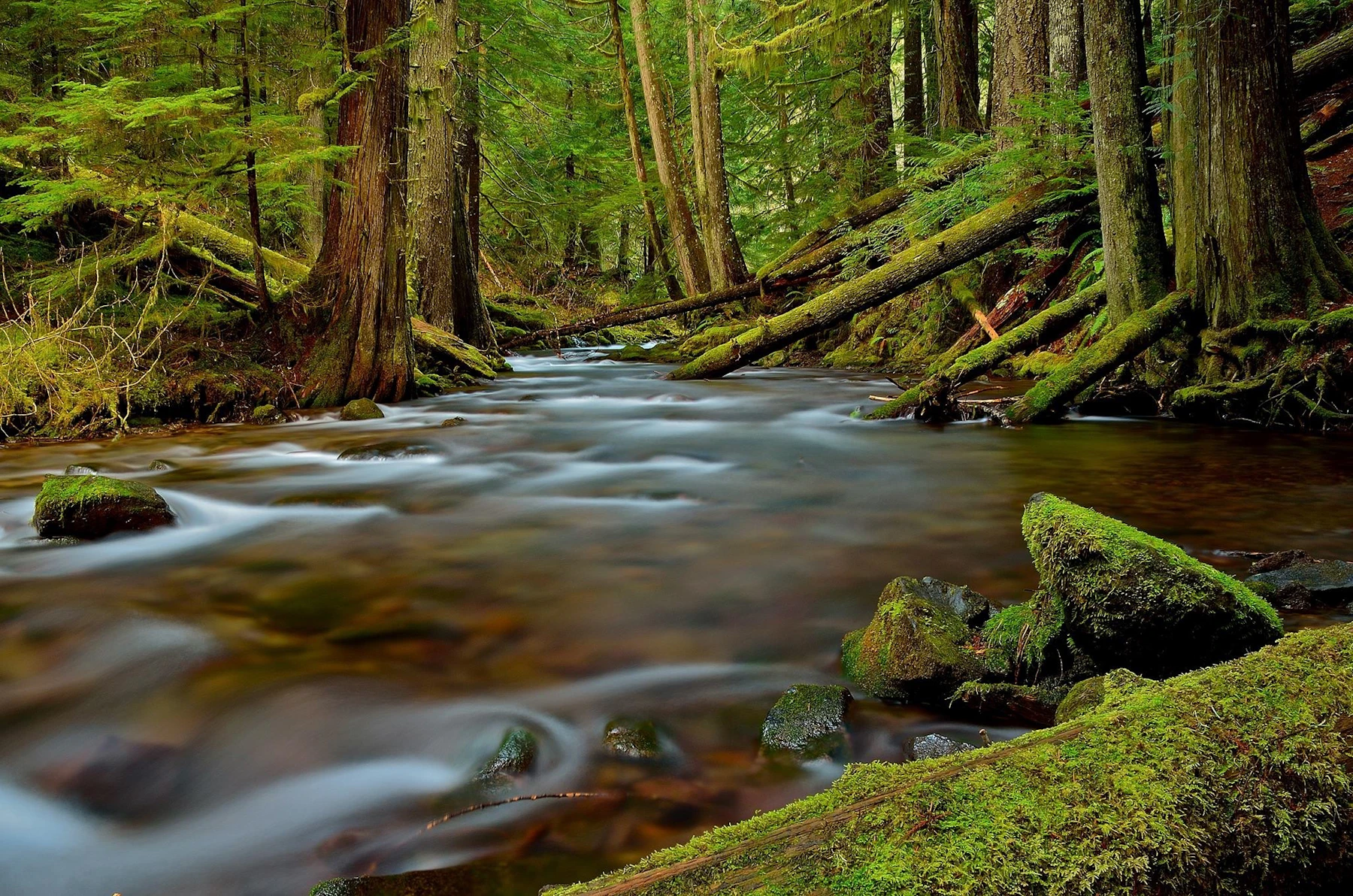 Gifford Pinchot NF Doug Keder