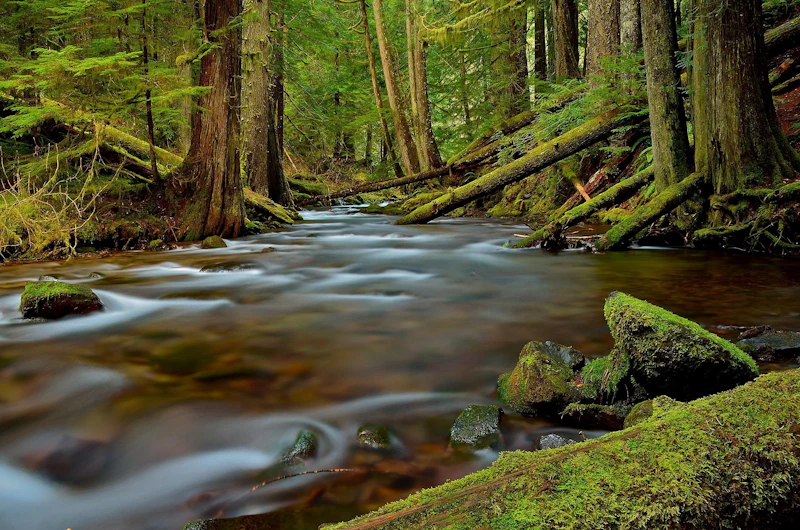 Gifford Pinchot NF Doug Keder