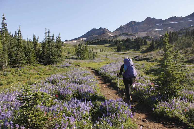 Hiker walks through lupines.