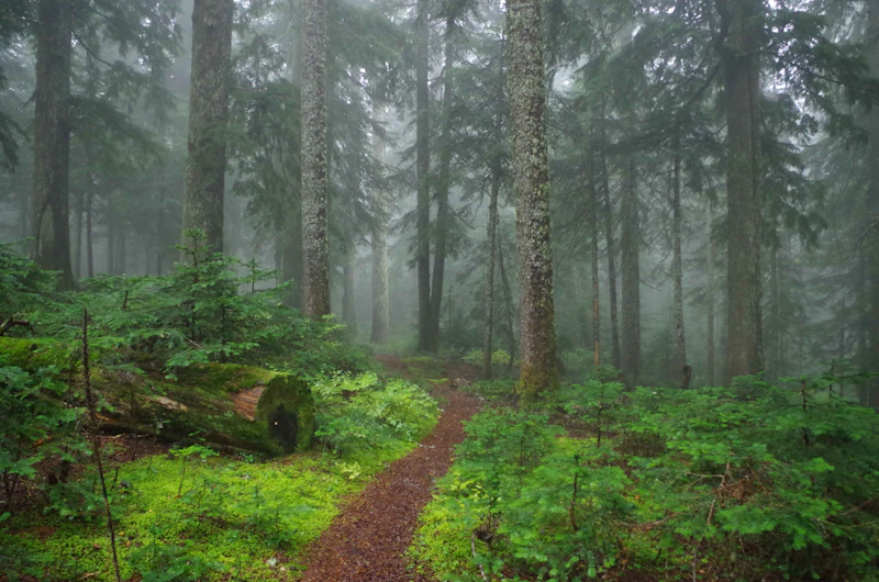 Gifford-Pinchot-NF Trapper-Creek-Wilderness Keri-Sprenger small