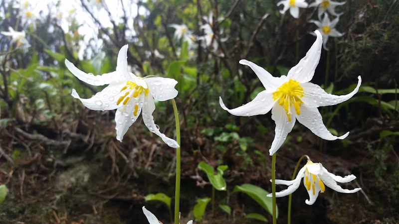 Wildflowers in the rain.