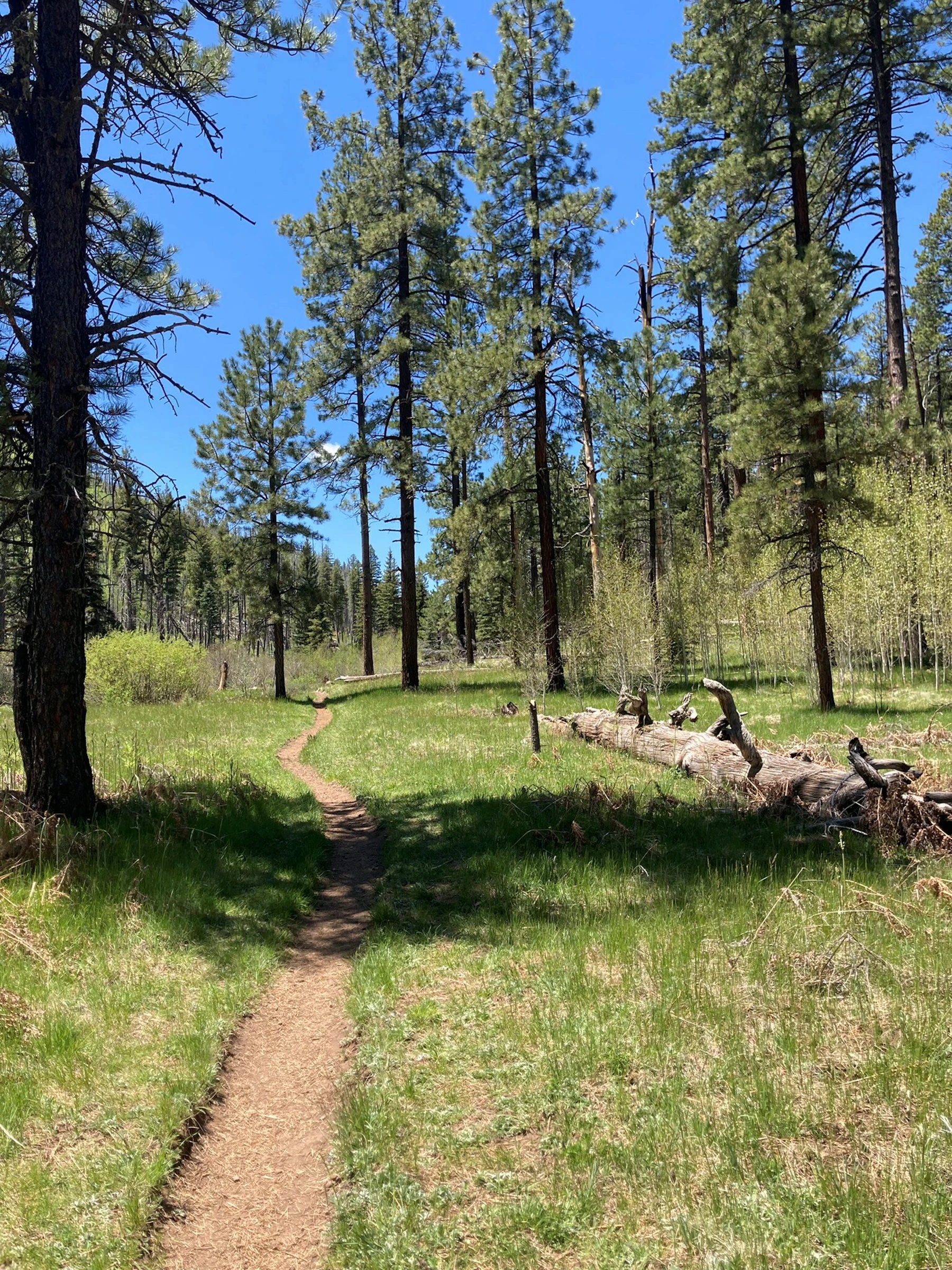 Ginny Mueller Forest Mode Essay 1
