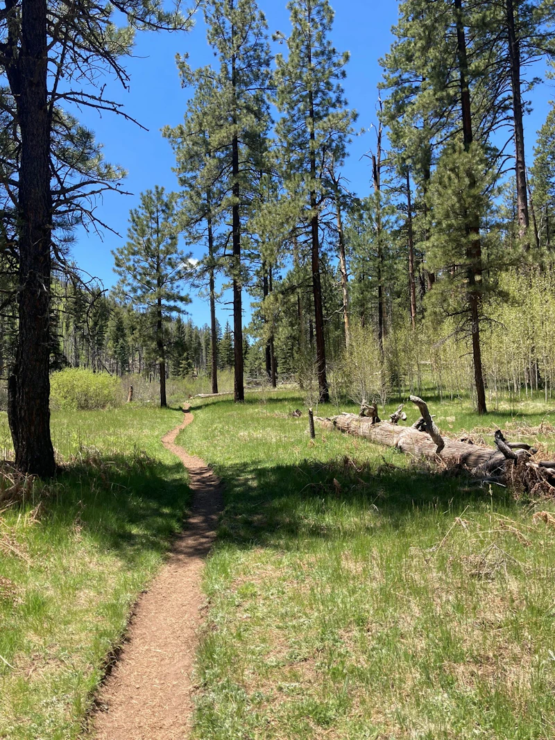 Ginny Mueller Forest Mode Essay 1