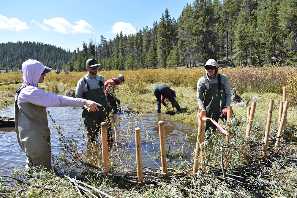 Giving Beavers a Helping Hand 3 Credit Eli Smith