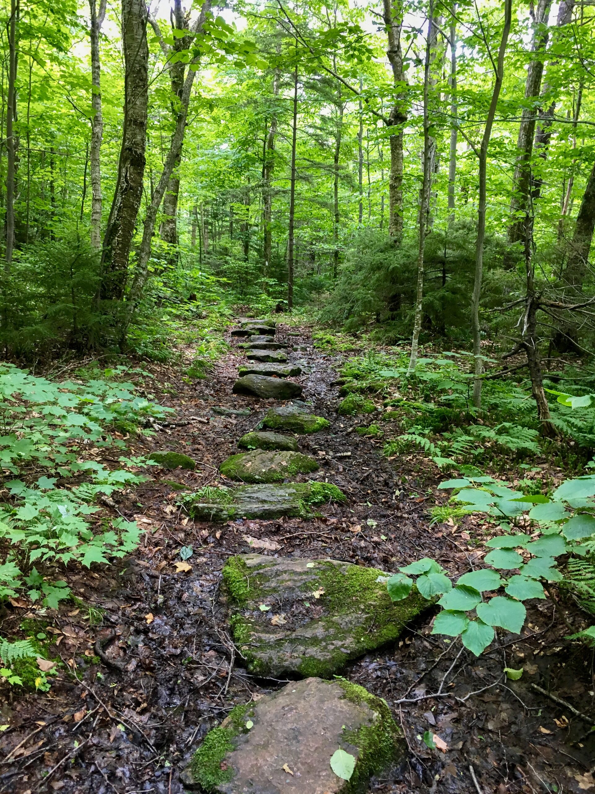 Green Mountain National Forest — National Forest Foundation