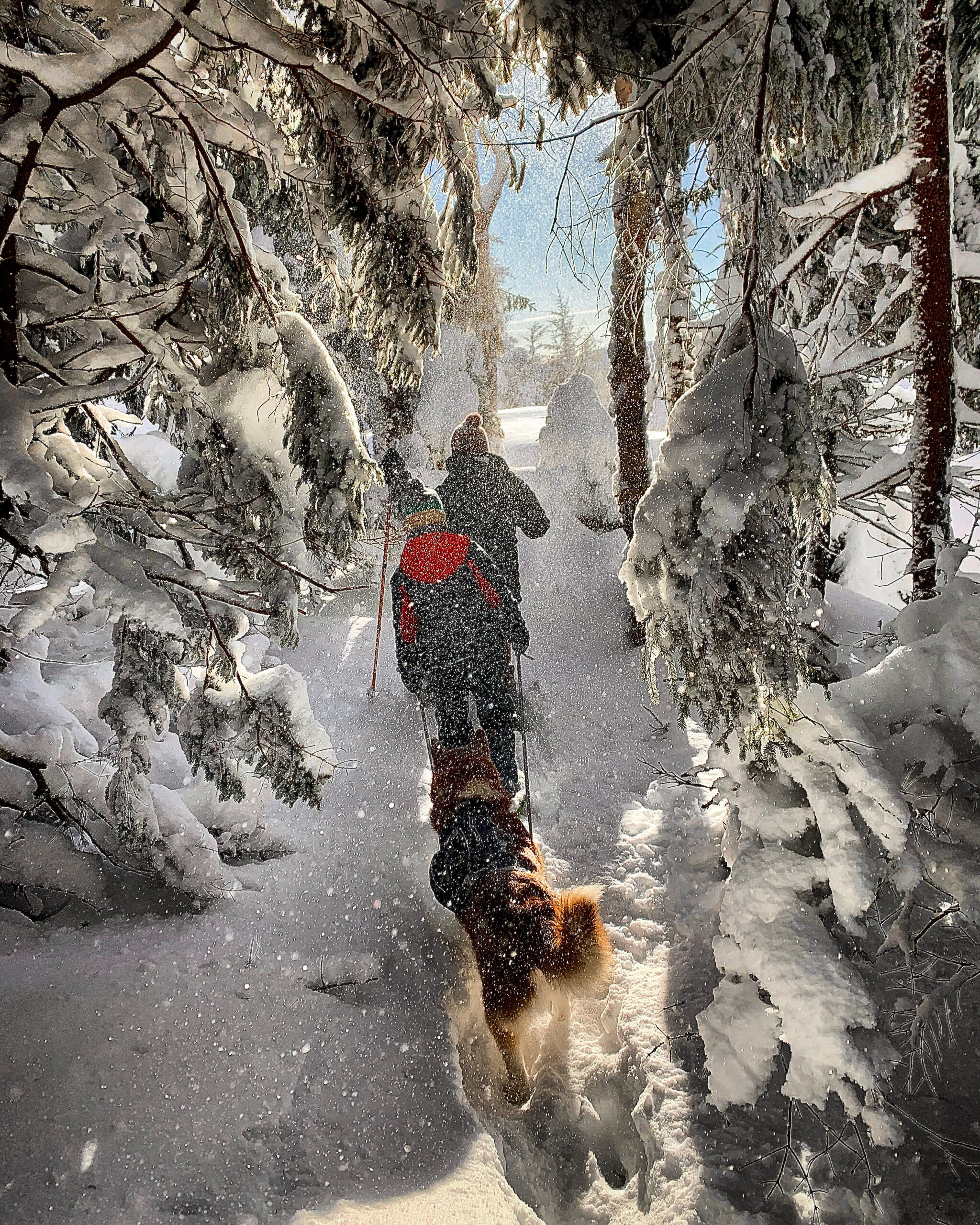 Dog follows two cross country skiers in the snow.