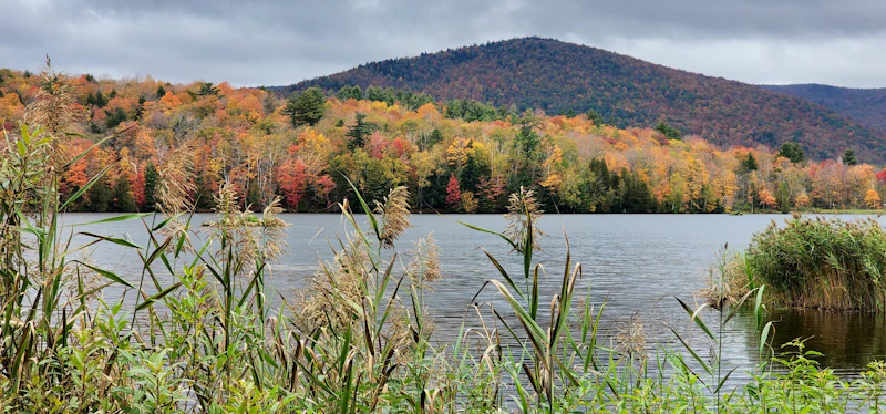 Lake view of an autumn forest.