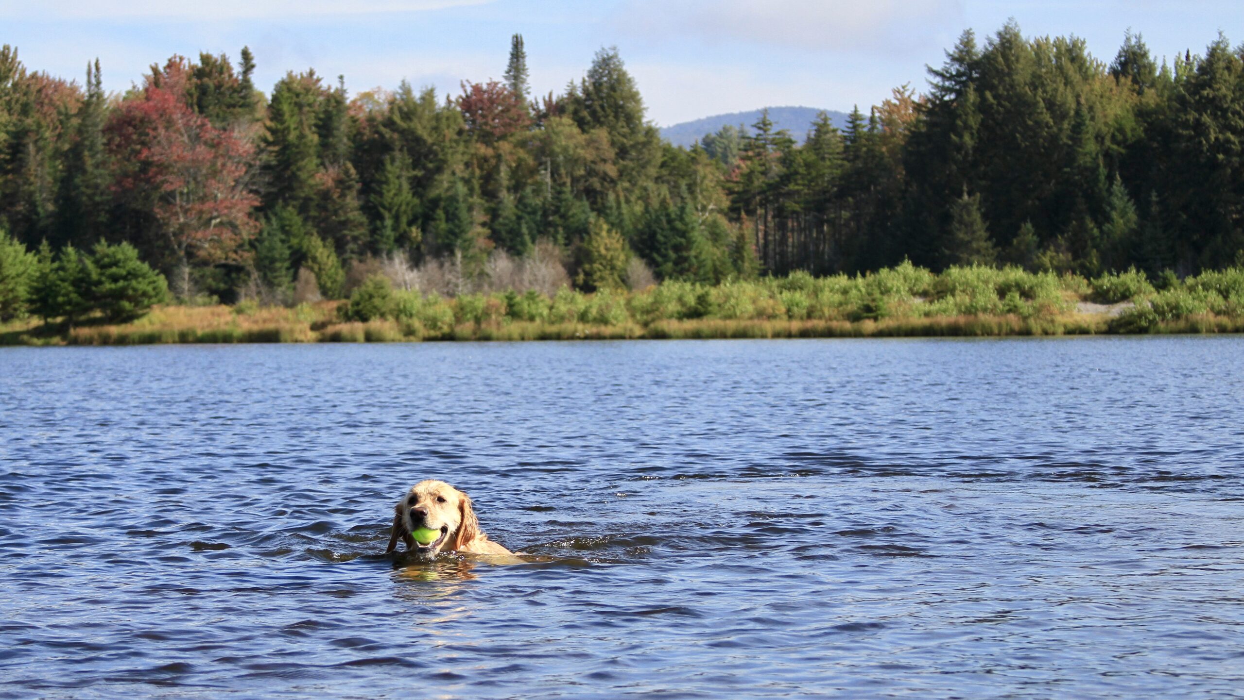 Dog swimming in a lake.