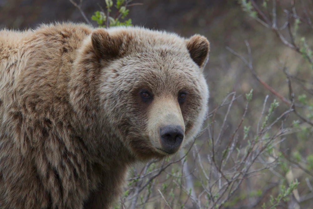 Grizzly In Denali Credit Gregory Slobirdr Smith
