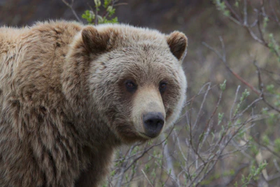 Grizzly In Denali Credit Gregory Slobirdr Smith