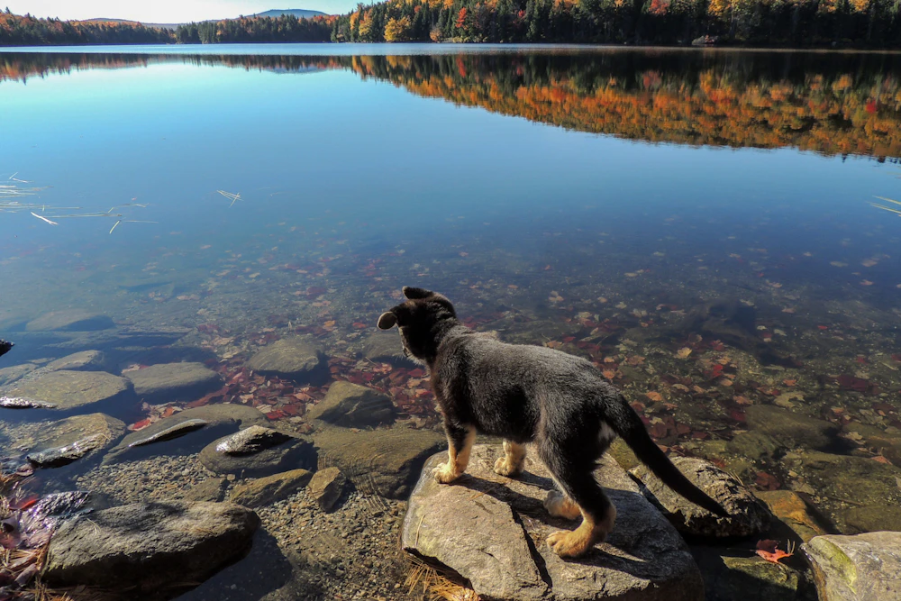 Grout Pond Dog Walk Tara Schtaz