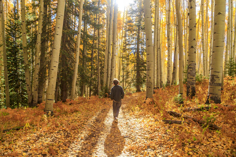 Boy walks through a golden aspen grove.