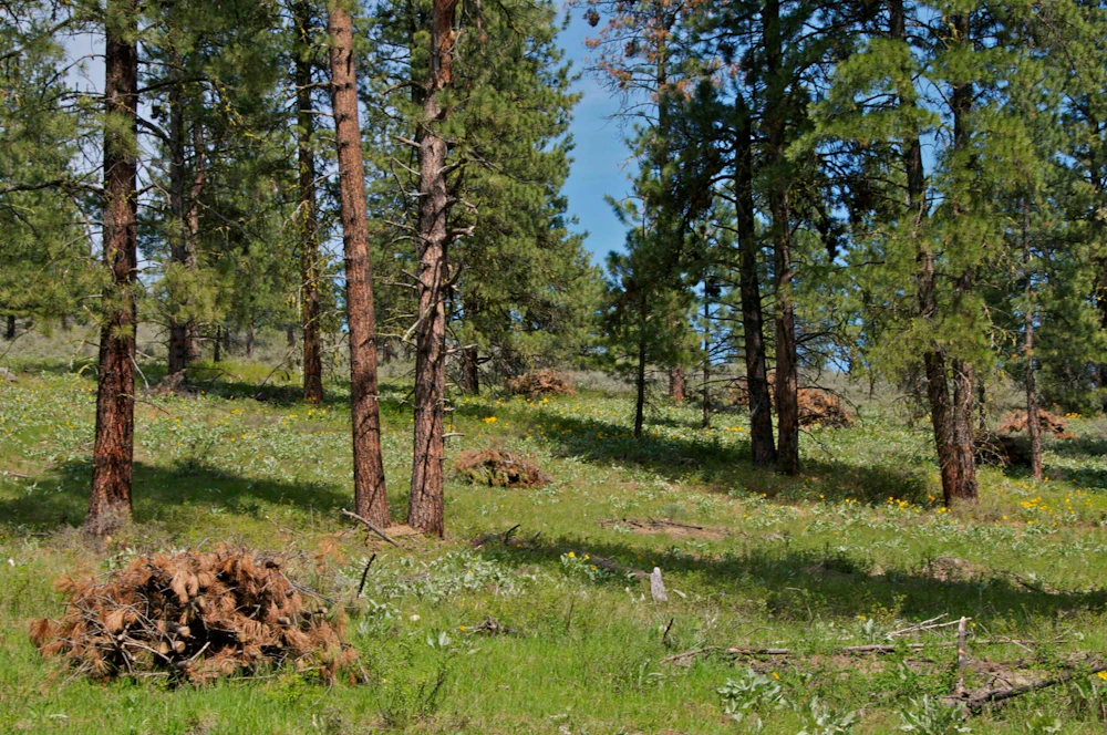 Handpiles-after-thinning