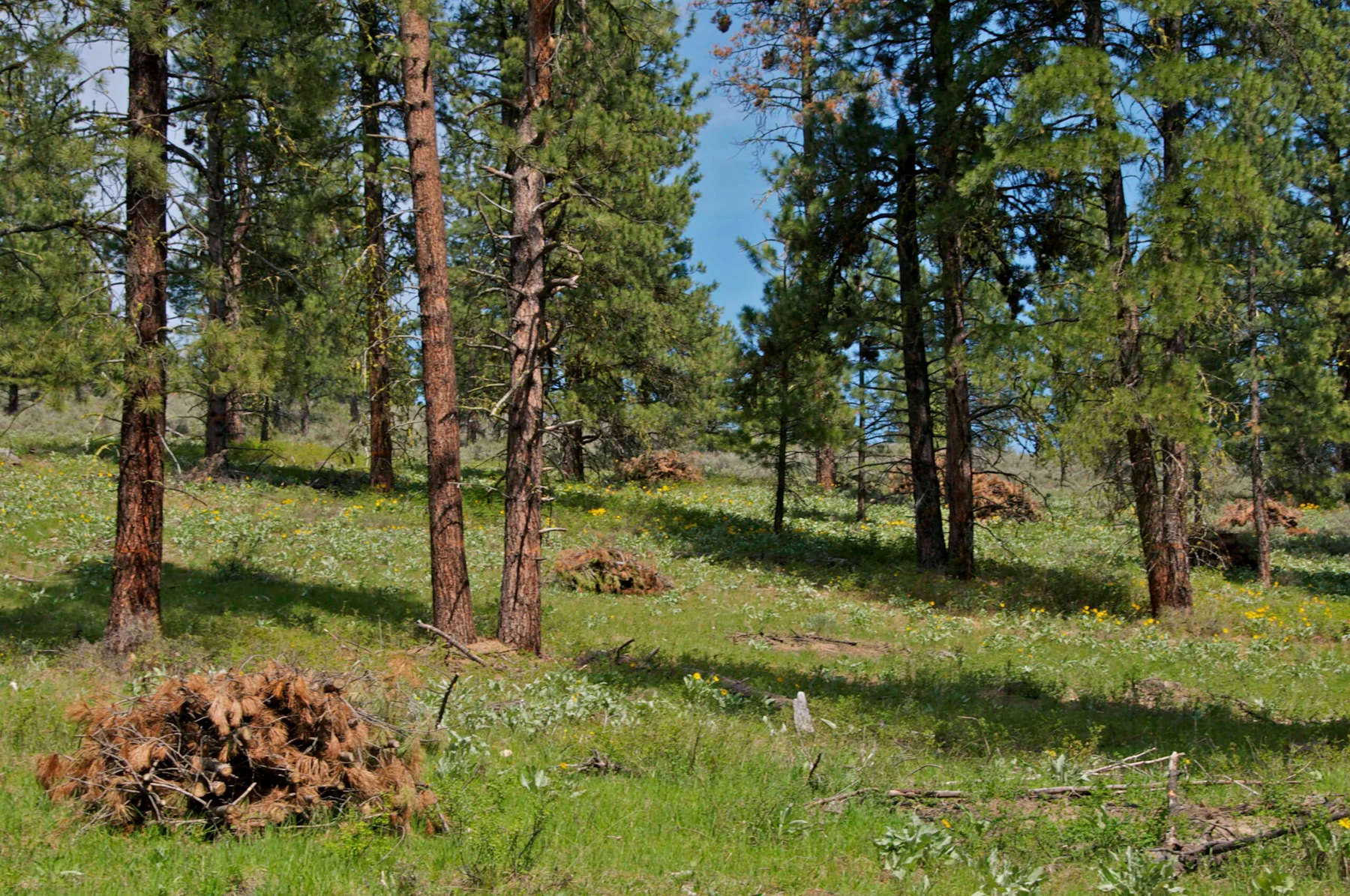 Handpiles-after-thinning