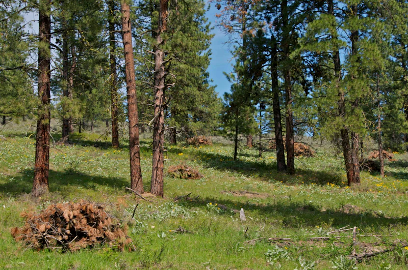 Handpiles-after-thinning