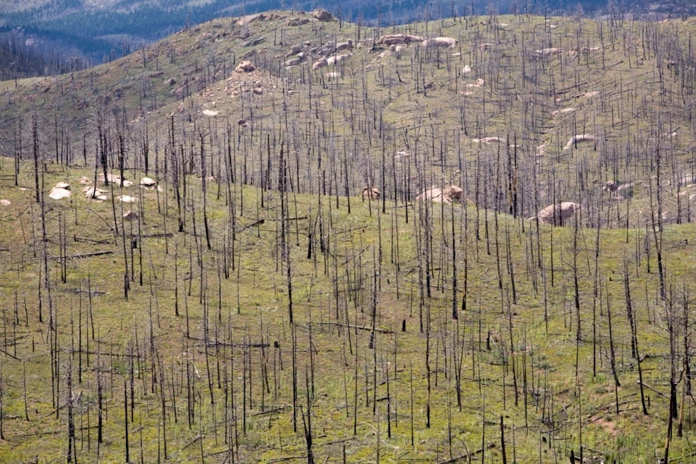 HaymanFireImage5