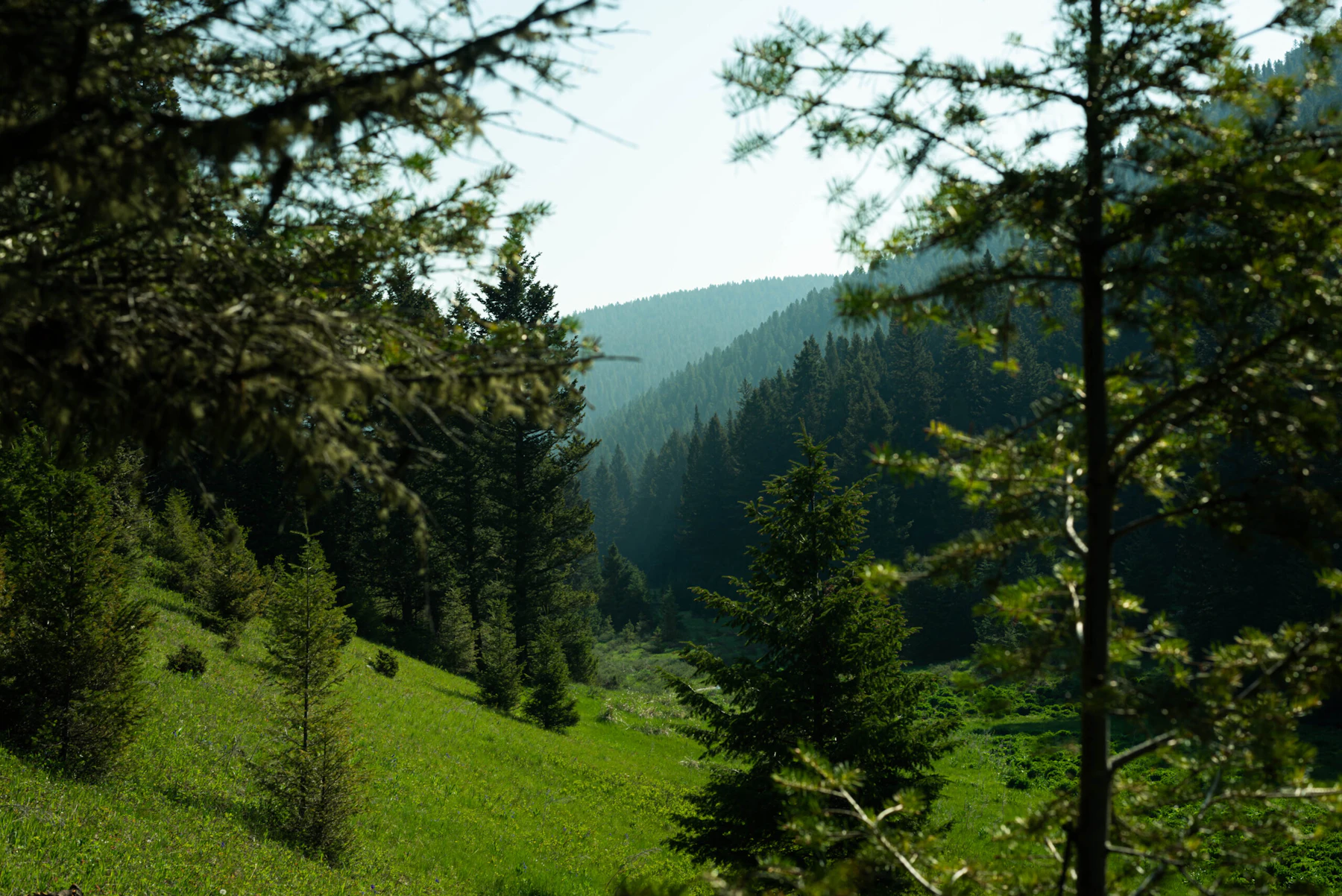 Late afternoon light stretches across the hills casting a soft glow over the trees and meadow.