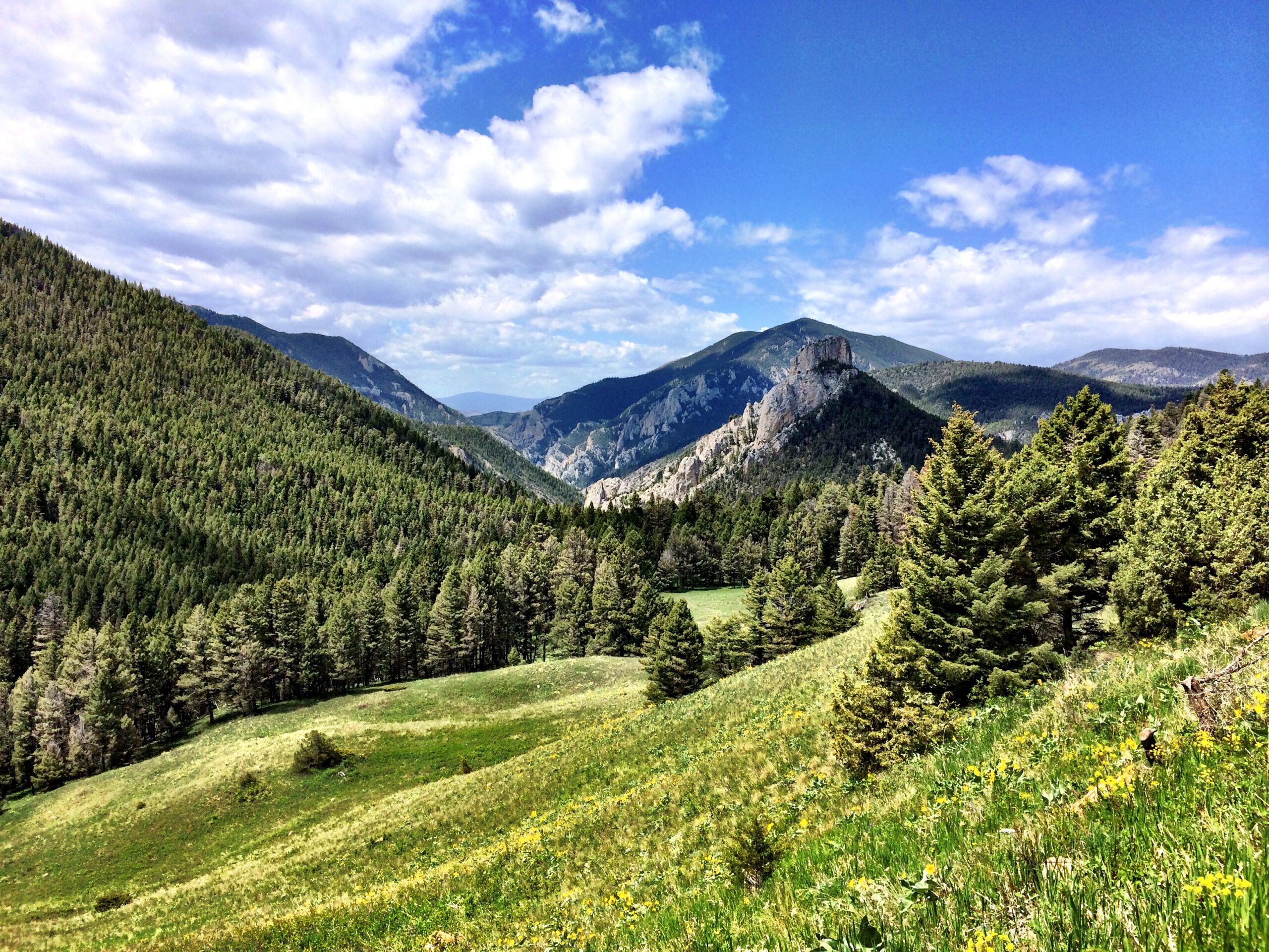 Reforesting the Helena-Lewis and Clark National Forest — National