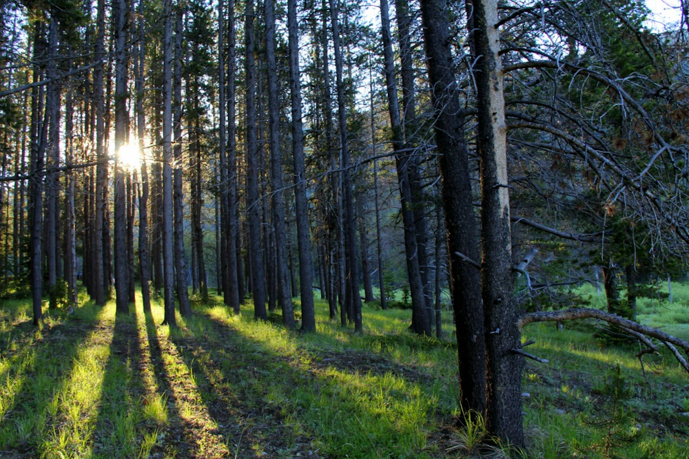Helena-NF Scapegoat-Wilderness USFS-Brandan-W.-Schulze