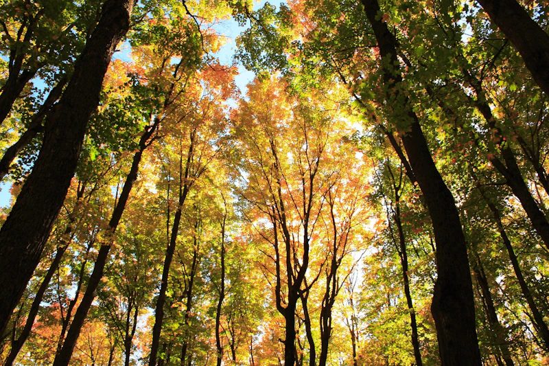 Autumn leaves.