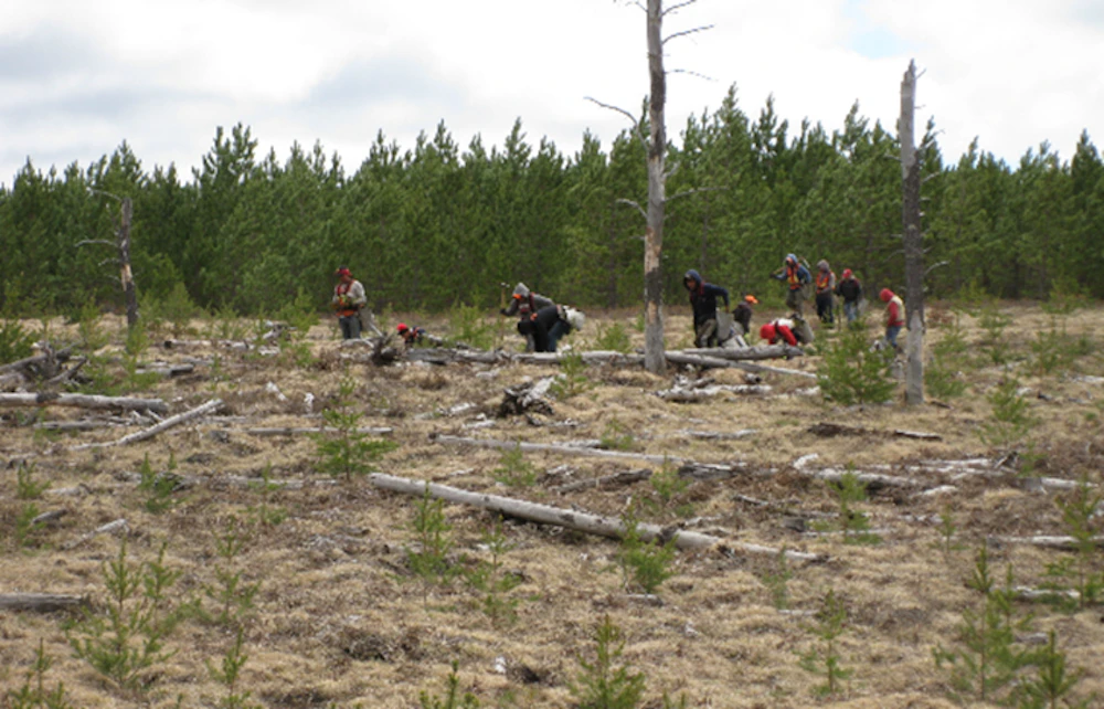 Hiawatha planting off exisitng jack pine seedlings to increase tree density for KW habitat