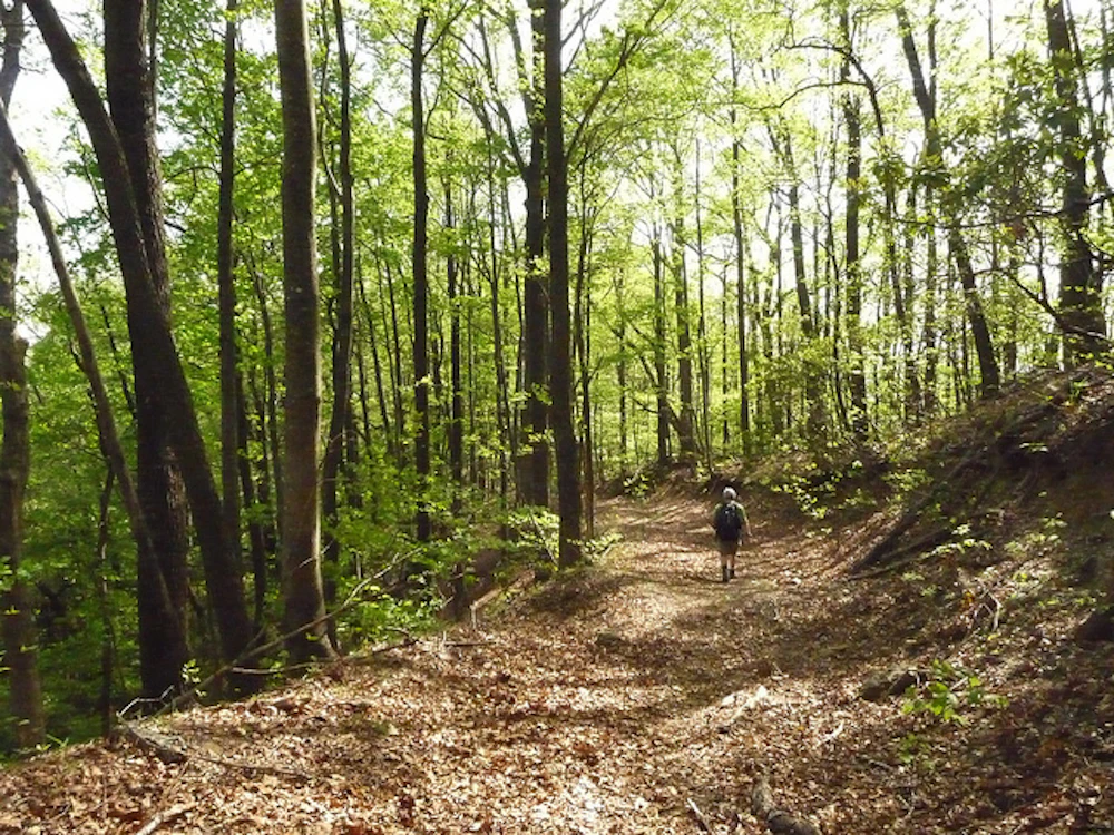 Honey Hill