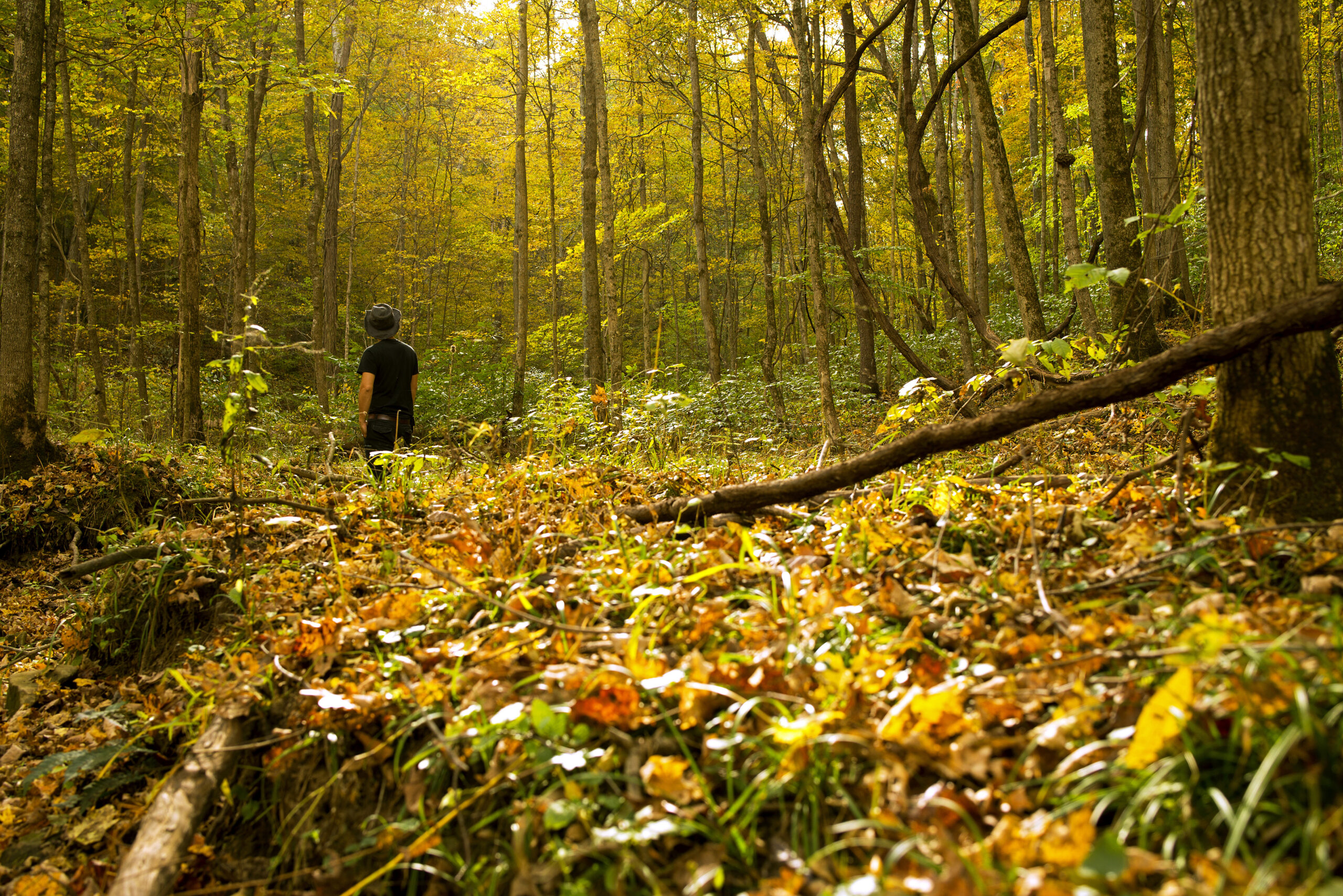 Hoosier National Forest — National Forest Foundation