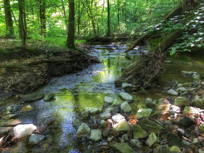 Hoosier NF Potts Creek Kathleen Ferguson