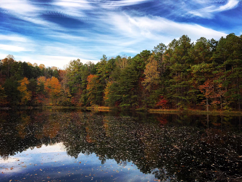 Trees reflected in a lake.