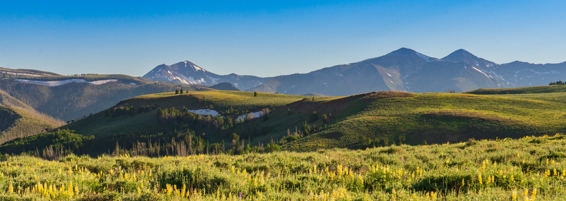 Morning light on the yellow lupines of Jarbidge Wilderness.