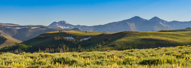 Morning light on the yellow lupines of Jarbidge Wilderness.