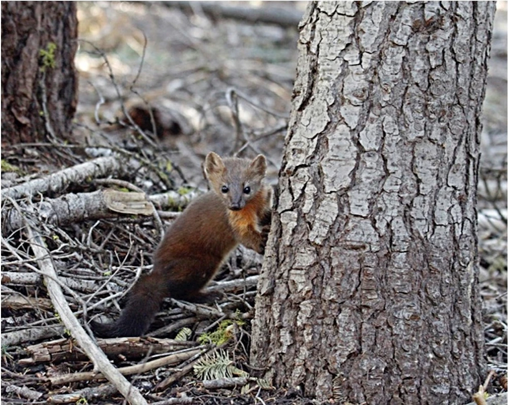 Humboldt Marten