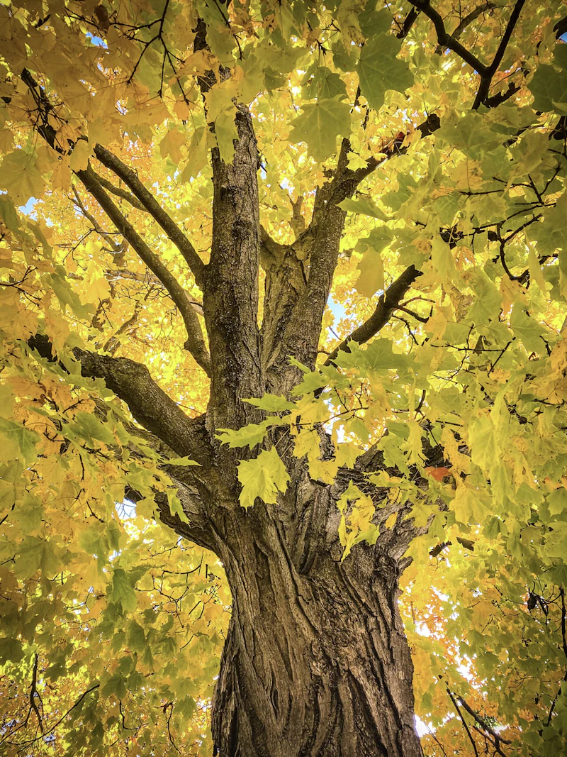 Golden oak tree in fall.