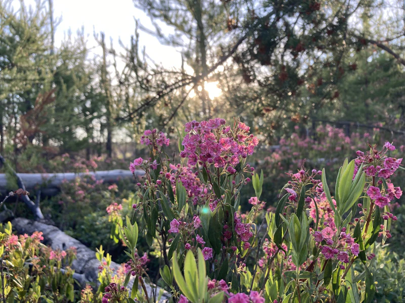 Sheep laurel at dawn.