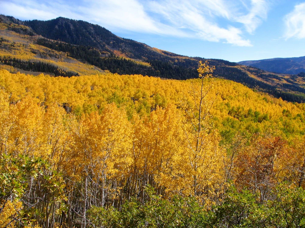 Tree Profile: Aspen - So Much More Than a Tree — National Forest Foundation