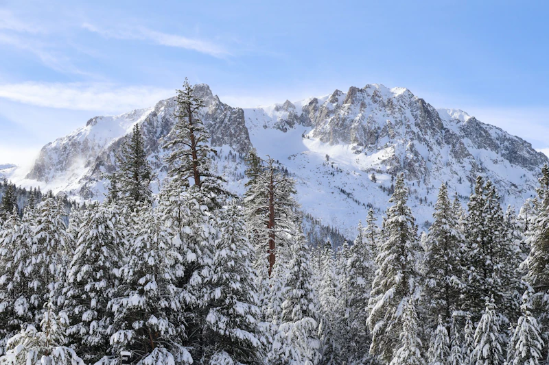 forest trees and mountains covered in snow